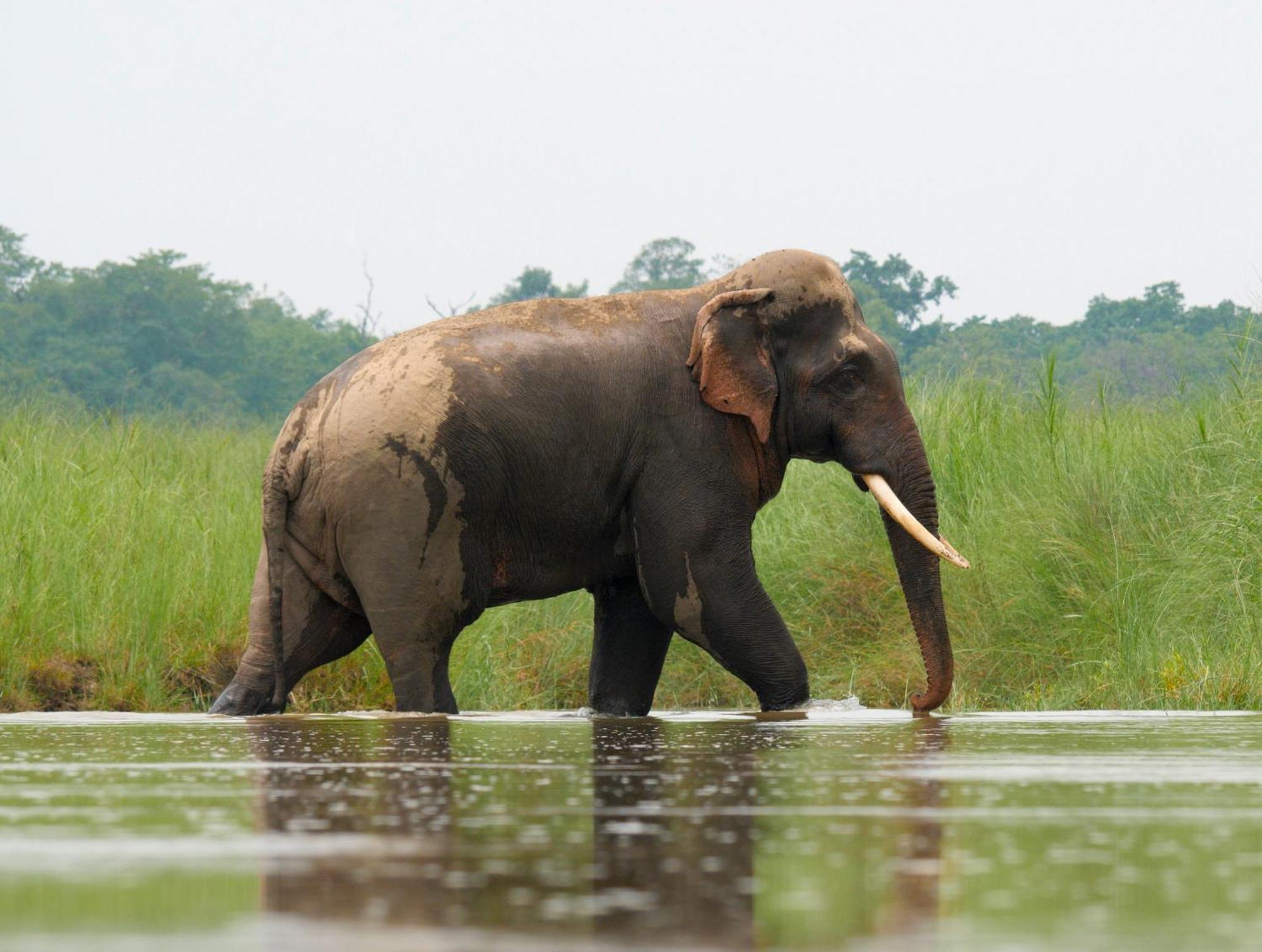 Family House - Bardia National Park Hotel Bardiya Kültér fotó